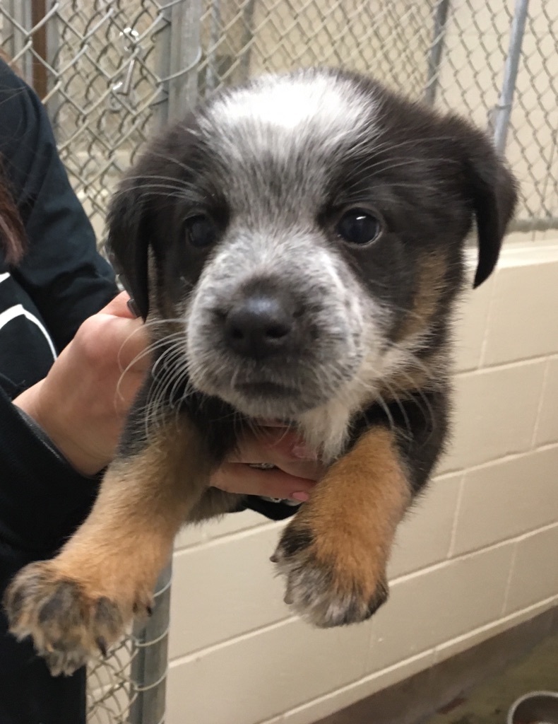 Shelter Puppies – Ocean County Health Department