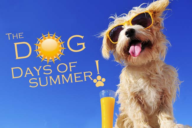 KEEP SAFE DURING THE OPPRESSIVE DOG DAYS OF SUMMER! – Ocean County