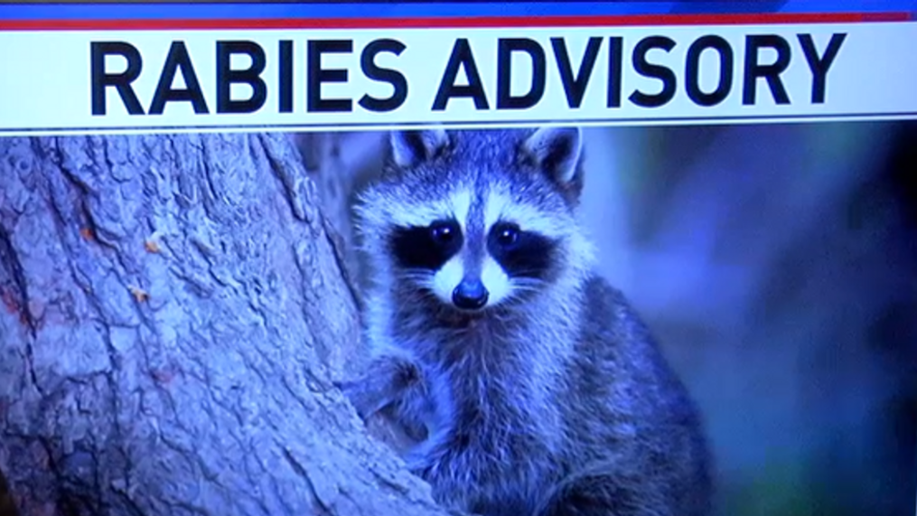 can a raccoon give a dog rabies
