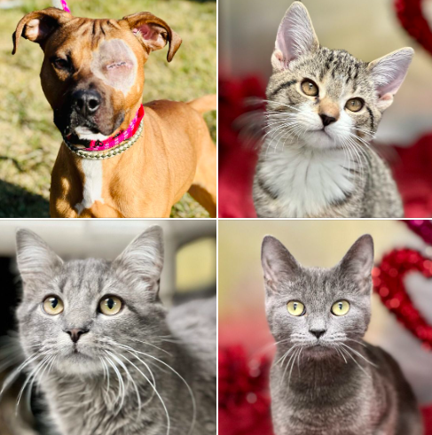 adopt-pets-img13023