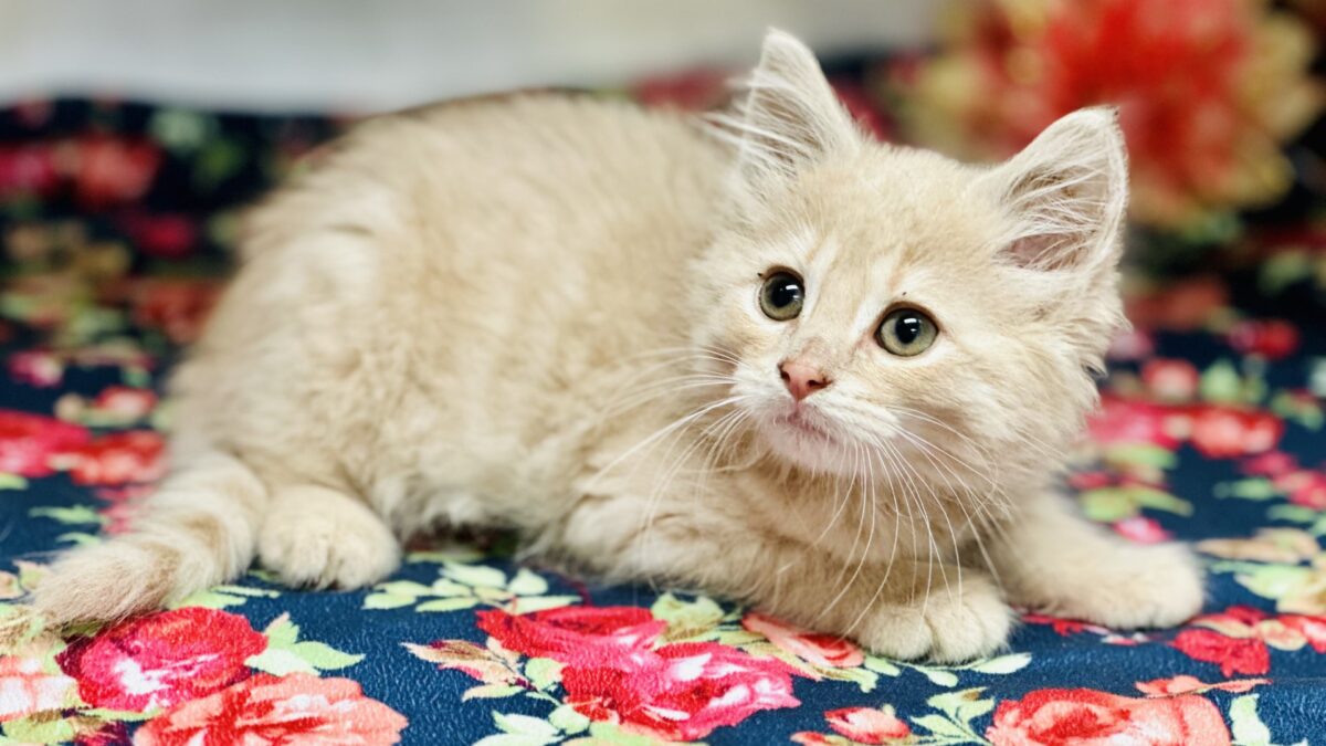 Adoptable Kitten from OCHD