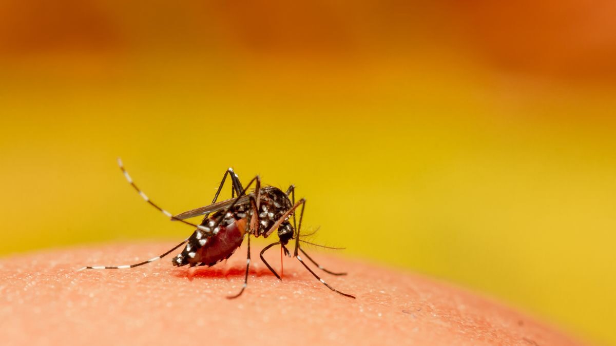 mosquito-close-up-royalty-free-image-1622658095
