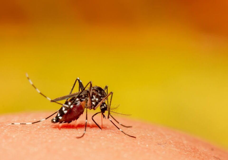 mosquito-close-up-royalty-free-image-1622658095