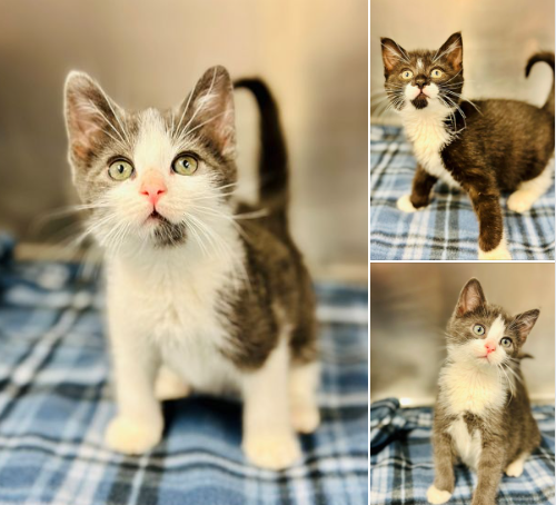 Kitten for Adoption